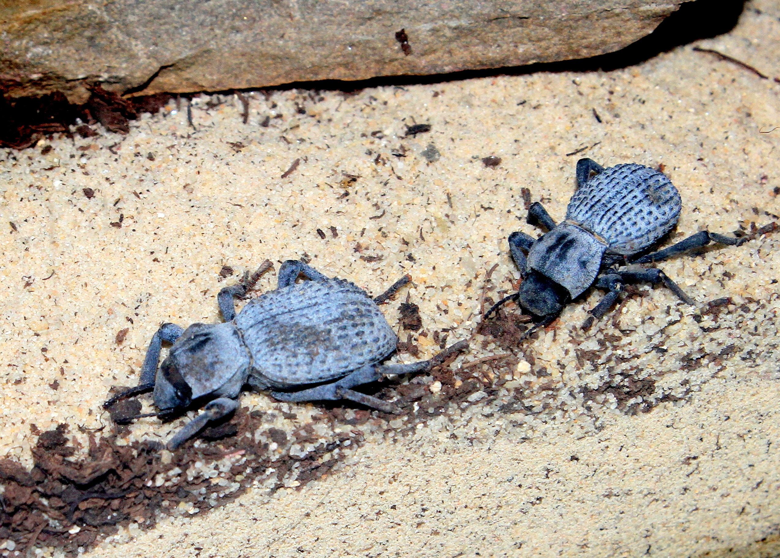 Blue Death Feigning Beetles